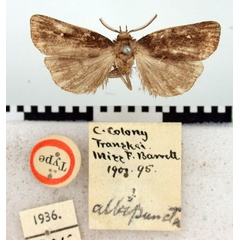 /filer/webapps/moths/media/images/A/albipuncta_Sesamia_HT_BMNH.jpg
