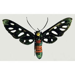 /filer/webapps/moths/media/images/P/phaeobasis_Amata_AF_deFreina.jpg