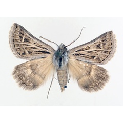 /filer/webapps/moths/media/images/A/albivenata_Euonychodes_AM_TMSA_01.jpg