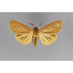 /filer/webapps/moths/media/images/L/leighi_Spilosoma_AF_BMNH.jpg