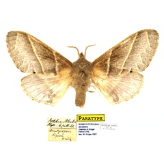 /filer/webapps/moths/media/images/A/abyssinica_Bombycopsis_PTF_MNHN.jpg