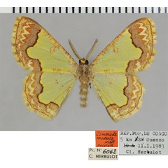 /filer/webapps/moths/media/images/M/modesta_Zamarada_HT_ZSMa.jpg