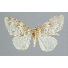 /filer/webapps/moths/media/images/M/malgassica_Lymantica_A_RMCA_01.jpg