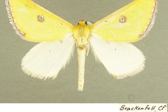 Rhadinomphax trimeni