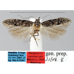 /filer/webapps/moths/media/images/C/curvisaccula_Parapsectris_HT_ZMHB_YhN8Z9L.jpg