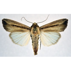 /filer/webapps/moths/media/images/C/curvula_Leucania_AM_NHMO.jpg