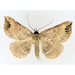 /filer/webapps/moths/media/images/Z/zygia_Maxera_AM_TMSA_02.jpg