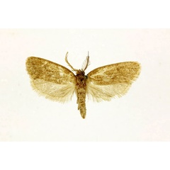 /filer/webapps/moths/media/images/P/pelodoxa_Melasina_A_RMCA.jpg