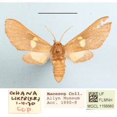 /filer/webapps/moths/media/images/M/monotica_Anapisa_AF_MGCL_03.JPG