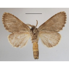 /filer/webapps/moths/media/images/L/leucophaea_Desmeocraera_A_MGCLb_01.JPG