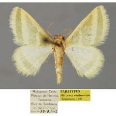 /filer/webapps/moths/media/images/W/wiedenorum_Mixocera_PT_ZSM_01.jpg