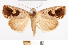 Bryophilopsis cometes