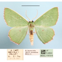 /filer/webapps/moths/media/images/A/araria_Adicocrita_A_MGCL_01.JPG