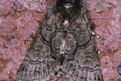 Thiacidas diplogramma