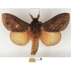 /filer/webapps/moths/media/images/A/anagnostarai_Beriola_AM_NHMUK_02.jpg
