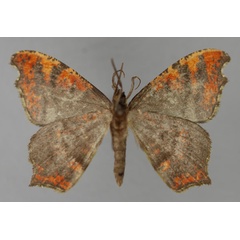 /filer/webapps/moths/media/images/C/claviramis_Hypocoela_A_ZSM_02.jpg