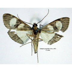 /filer/webapps/moths/media/images/P/perspicillalis_Eudioptis_STF_SNHMb.jpg