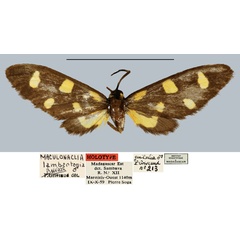 /filer/webapps/moths/media/images/L/lambertoni_Maculonaclia_HT_MNHN.jpg