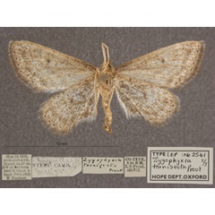 /filer/webapps/moths/media/images/T/tornisecta_Scopula_PTF_OUMNHb_02.jpg