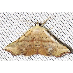 /filer/webapps/moths/media/images/P/producta_Corgatha_A_Braun_02.jpg