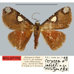 /filer/webapps/moths/media/images/J/jaeckhi_Cerynea_HT_MNHN.jpg