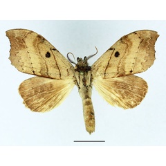 /filer/webapps/moths/media/images/I/integra_Pseudobarobata_AM_Basquin_02.jpg