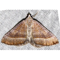 /filer/webapps/moths/media/images/N/nictitaria_Scotopteryx_A_Braun_02.jpg
