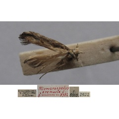 /filer/webapps/moths/media/images/E/eremaula_Microcraspedus_MHT_TMSA.jpg