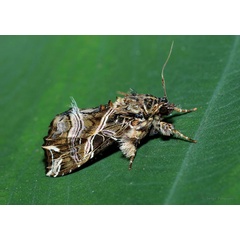 /filer/webapps/moths/media/images/M/maillardi_Callopistria_A_Pasquasy_01.jpg