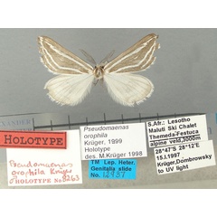 /filer/webapps/moths/media/images/O/orophila_Pseudomaenas_HT_TMSA.jpg