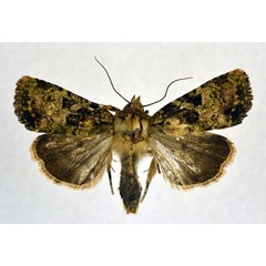 /filer/webapps/moths/media/images/D/duponti_Feliniopsis_A_NHMO.jpg