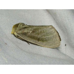 /filer/webapps/moths/media/images/S/simplex_Antheua_A_Goff.jpg