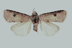 Euxoa birena