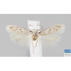 /filer/webapps/moths/media/images/N/namibiensis__Bantuella_MHT_MfN.jpg