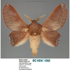 /filer/webapps/moths/media/images/V/vensani_Opisthodontia_AM_Fiebig.jpg