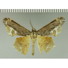 /filer/webapps/moths/media/images/C/ceres_Xenimpia_HT_Karisch.jpg