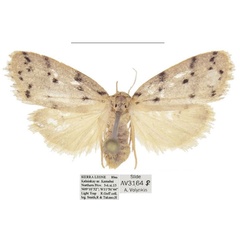 /filer/webapps/moths/media/images/A/africana_Spatulosia_AF_ANHRT_03.jpg