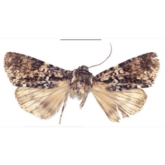/filer/webapps/moths/media/images/F/forsteri_Megalonycta_AM_ZMUC.jpg
