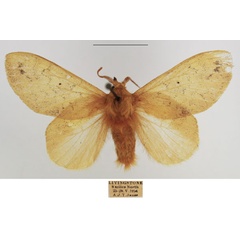 /filer/webapps/moths/media/images/A/africana_Estigena_AM_TSMA_02.jpg