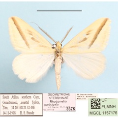 /filer/webapps/moths/media/images/P/participata_Rhodometra_A_MGCL.JPG