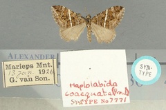 Haplolabida coaequata