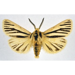 /filer/webapps/moths/media/images/D/dorsalis_Popoudina_AM_NHMO.jpg