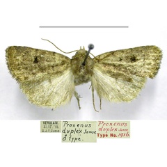 /filer/webapps/moths/media/images/D/duplex_Proxenus_HT_TMSA.jpg