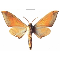 /filer/webapps/moths/media/images/T/tomensis_Pseudoclanis_AM_EMEM_01b.jpg