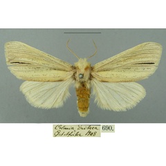 /filer/webapps/moths/media/images/N/nigristriga_Antheua_AF_MfN.jpg