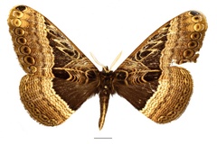 Dactyloceras vingerhoedti