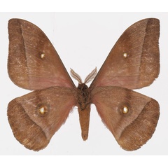 /filer/webapps/moths/media/images/M/murphyi_Gonimbrasia_AM_Basquinb.jpg