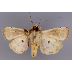 /filer/webapps/moths/media/images/D/dallolmoi_Elyptron_A_RMCA_02.jpg