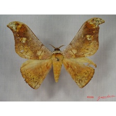 /filer/webapps/moths/media/images/F/falcata_Goodia_A_Alberta_01.jpg