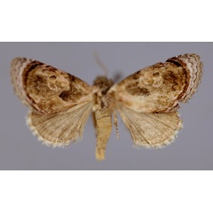 /filer/webapps/moths/media/images/M/major_Paracroria_A_RMCA_01.jpg